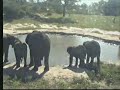 4.6.07 3.24pm Elephant herd to the waterhole
