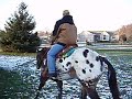 Awe Hes Cool, Appaloosa For Sale, part 8