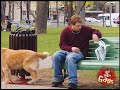 Pes, ktorý pozná cudzie reči