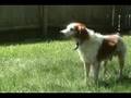 STAN dog for adoption
