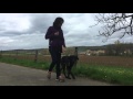 Axo - Schäferhund Beauceron Mischling