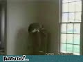 compil chat