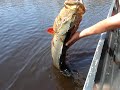 Rafael releasing an almost 20 pounder peacock bass