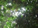 kidung mesra puncak sejati raung 2008 (part 3)