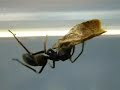 アリグモの擬態 Antmimicking Spider - Mimic & Model