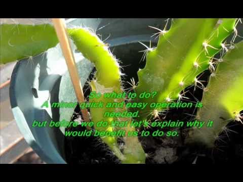 how to transplant dragon fruit