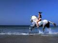 Son los caballos
