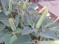 An ode to the possibly mythical hallucinatory properties of Jimsonweed (AKA, moonflower, thornapple, and datura). It is highly recommended that no one actually experiment with this plant unless, of course, you are into a long, slow, painful demise... or so the other half of the myth goes.I know some people will see this video as an endorsement of some sort and those people need to get a clue. I take a very neutral attitude toward drugs since I hate it when other people try to tell me what I should and should not think about something. I hate it even more when the government tries to dictate how I should feel about something!There's lots of good information about jimson weed at wikipedia.org. Just search for 