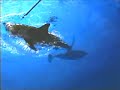Great White Shark: Feeding at Supper Time Great White Shark: Feeding at Supper Time