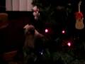 videos de Uryuu the Siamese Kitten vs the Christmas Tree