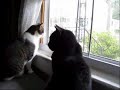 Cats at window, as shot with Canon Powershot SD1100 IS in time lapse