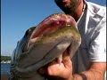 Cajun Muskie