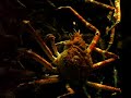 Giant Crab at the Shanghai Aquarium Giant Crab at the Shanghai Aquarium