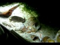Multi Fry and Parents (Music: Colorpulse - A Glorious Dawn (Cosmos Remixed))