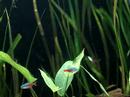 Aquario Comunitário ,neons , platys , guppys , corydoras , tetra pristela 