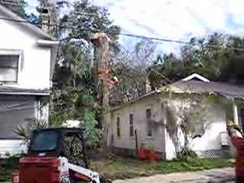 tree topple on pleasant street