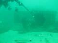 PRO MERO - Goliath Grouper (E. itajara) Conservation Program