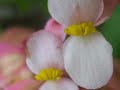 Flores no canteiro