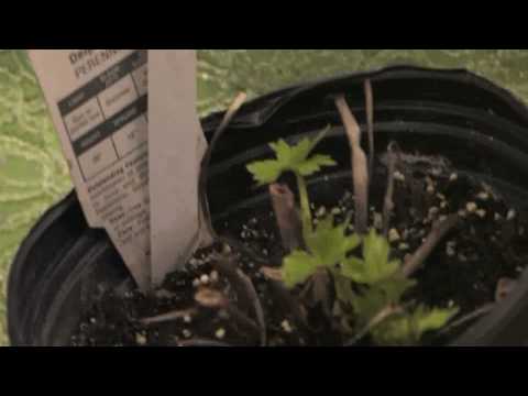 how to grow delphinium