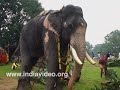 Pet, Ollookkara Thiruvanikkavu Rajagopal, Elephant, Thiruvanikavu Temple, Thrissur