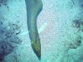 Cozumel, Mexico Scuba Photos