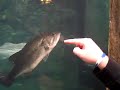 More fishies from Bass Pro Shop