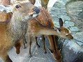 宮島の鹿miyajima  deer
