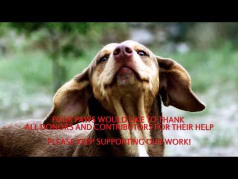 how to care stray animals