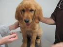 Local veterinarian discusses heartworms Local veterinarian discusses heartworms