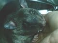 Grooming Grooming