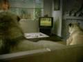 videos de COMMERCIALS (959)