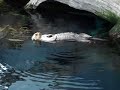 Crying otter Crying otter