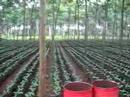 A coffeeplantation visit