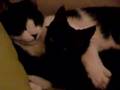 Lola  y Matin durmiendo