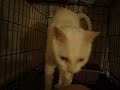 Annie -- adopted!