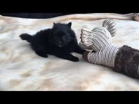 Bitsy playing outside