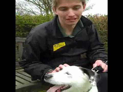 Dogs Trust Darlington: James Hewitt 100 dog walks in 12 hours challenge Dogs Trust Darlington: James Hewitt 100 dog walks in 12 hours challenge