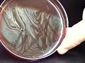 Streaking an Agar Plate