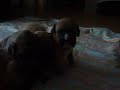 Tanah y herman@s