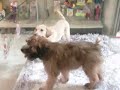 WWE Wrestling Puppy Style