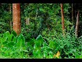 Get To Sleep Fast - 2 Hour Rainforest Relaxation
