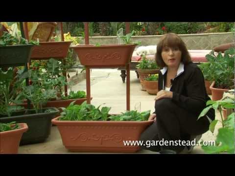 how to transplant pechay