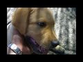 skipper