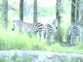 Safari Ride