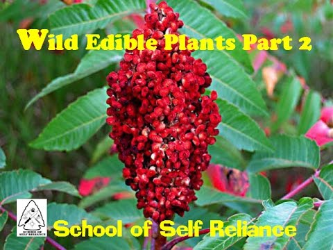 how to plant wild ivy