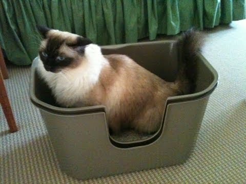 NVR Miss Litter Box Review 0 NVR Miss Litter Box Review