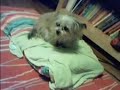 Evil Dog