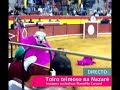 Toiro Teimoso Toiro Teimoso