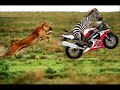 sik cars the movie sik cars the movie