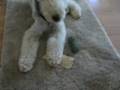 Bedlington
